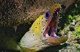 murane diving Zanzibar